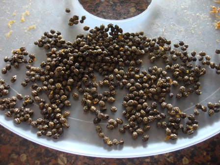 grinding-papaya-seeds