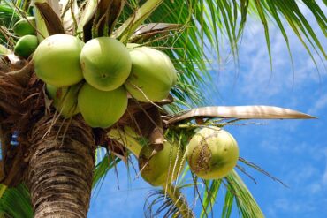 Coconut,Tree